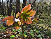 82  Gli ellebori in fiore di fine inverno sono ora a primavera inoltrata fecondati (Helleborus niger) 